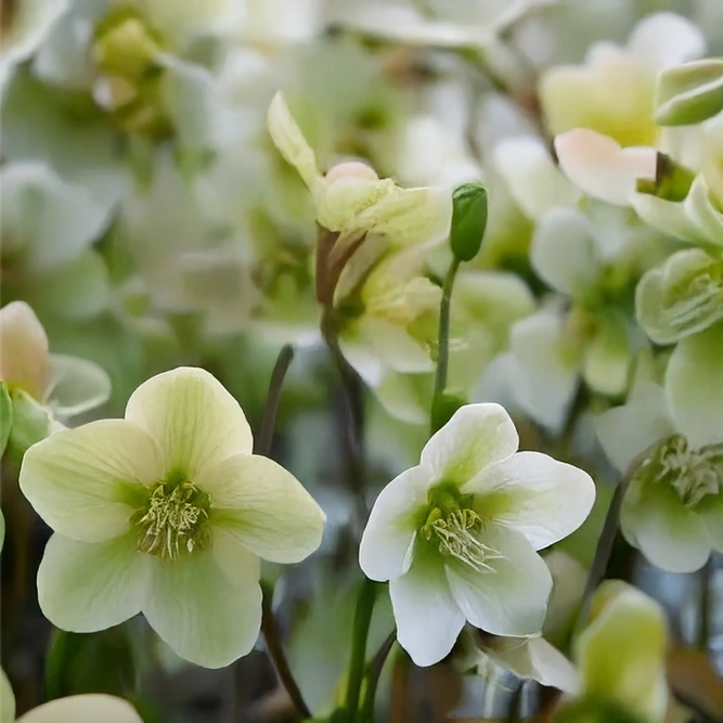 Helleborus  'Diamondfire'  (Pot Size 17cm) Hellebore