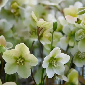 Helleborus 'Diamondfire' (Pot Size 17cm) Hellebore