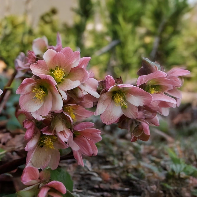 Helleborus × ericsmithii ‘Pirouette’ (Pot Size 19cm)