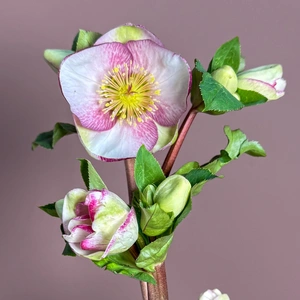 Helleborus Frostkiss ‘Charmer’ (Pot Size 15cm) Charmer hellebore - image 1