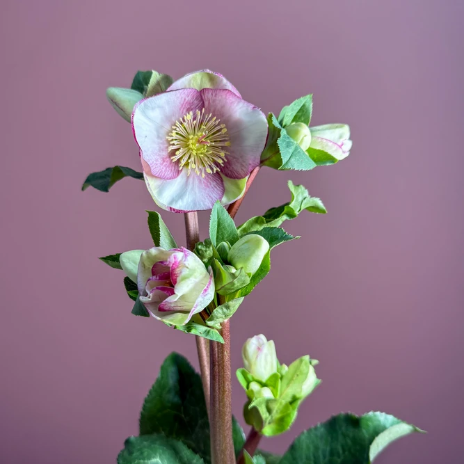 Helleborus Frostkiss ‘Charmer’ (Pot Size 15cm) Charmer hellebore - image 2