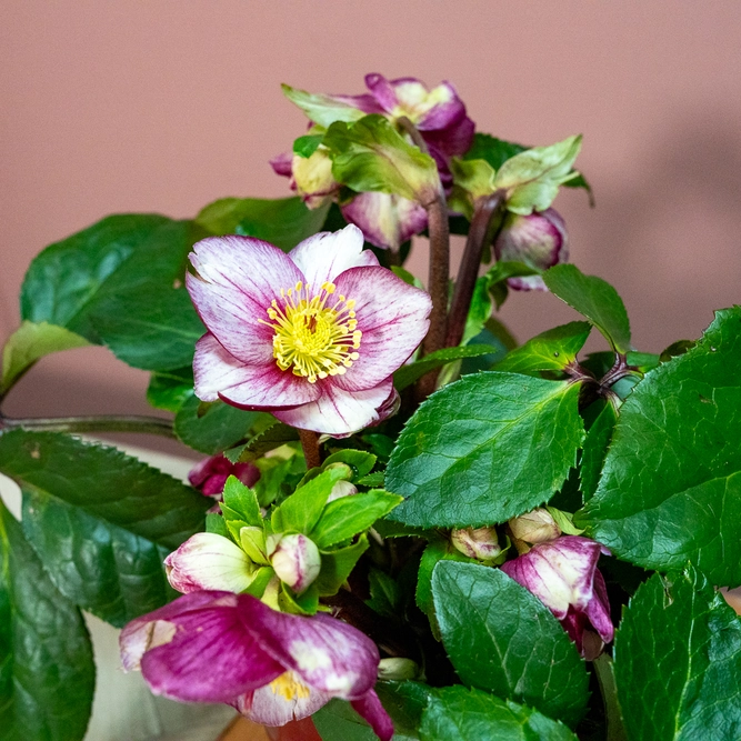 Helleborus 'HGC Ice N' Roses Carlotta' (Pot Size 4.5ltr) Hellebore Carlotta - image 4