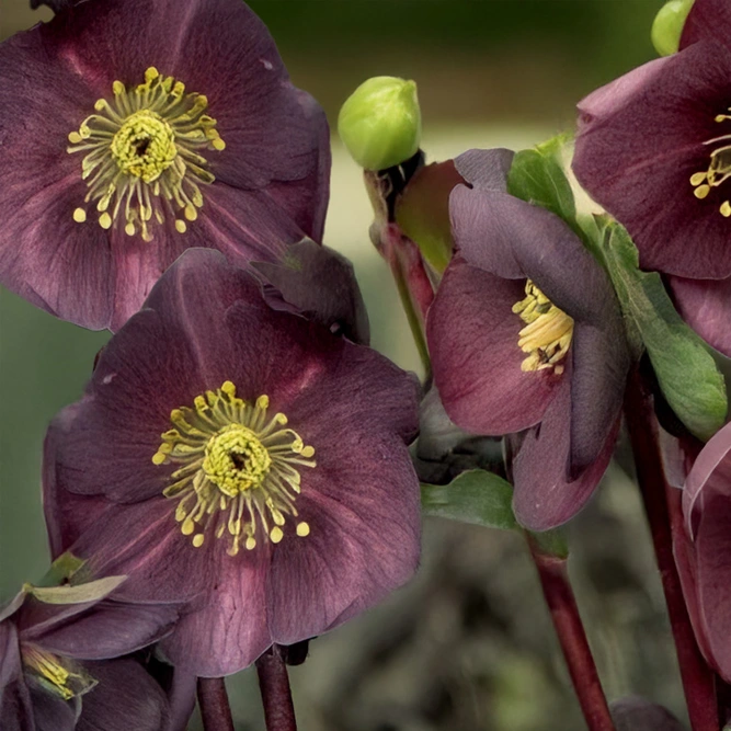 Helleborus  HGC® Ice N' Roses® 'Nightingale' (Pot Size 17cm) Hellebore