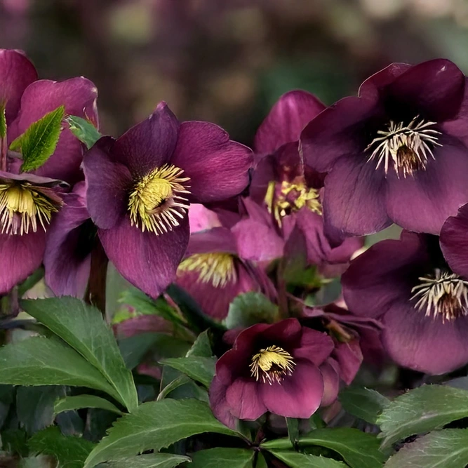 Helleborus  HGC® 'Karli' (Pot Size 4.5L) Hellebore