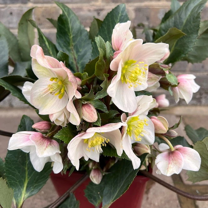 Helleborus HGC® SR Shooting Star® (Pot size 2L) - image 3