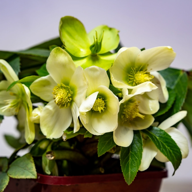 Helleborus  'Ice breaker Max'  (Pot Size 2L) - image 1