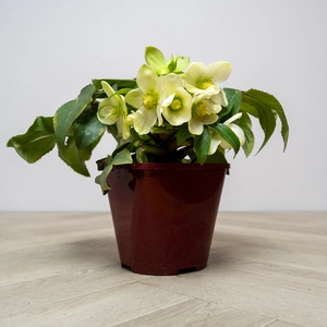 Helleborus  'Ice breaker Max'  (Pot Size 2L) - image 2