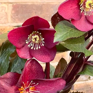 Helleborus Ice N Roses Early Red (Pot Size 15cm) Gold Collection - image 1