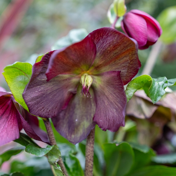 Helleborus  'Leila'  (Pot Size 2L) Hellebore - image 1