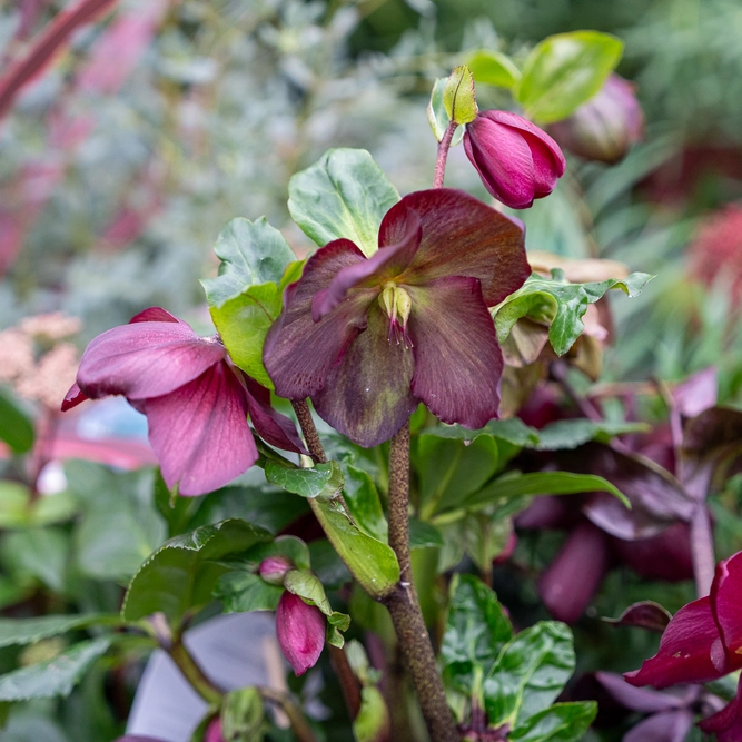 Helleborus  'Leila'  (Pot Size 2L) Hellebore - image 2