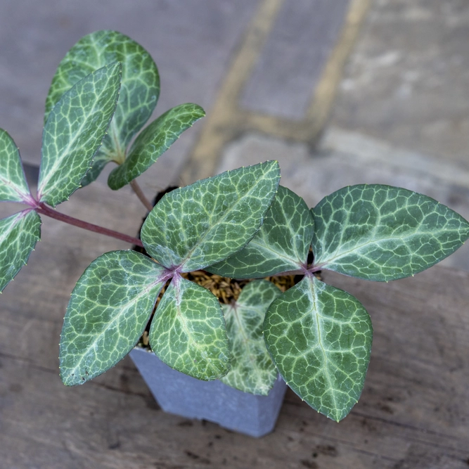 Helleborus 'Lividus' (Pot Size 9cm) - image 3