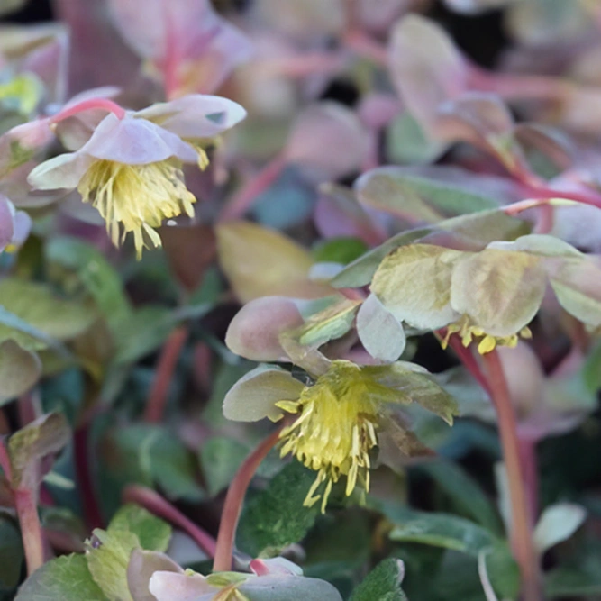 Helleborus 'Lividus' (Pot Size 9cm) - image 1