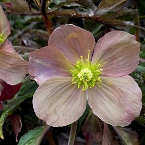 Helleborus 'Lividus' (Pot Size 9cm) - image 2