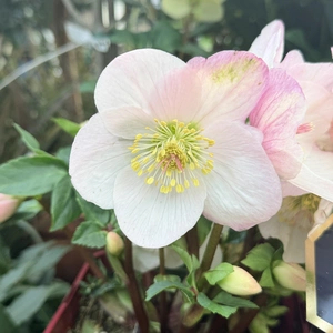 Helleborus 'Lola' (Pot Size 2L) Hellebore