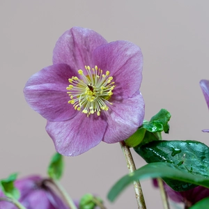 Helleborus  'Lulu'  (Pot Size 2L) Hellebore - image 1