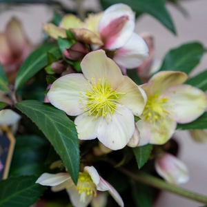 Helleborus 'Malory' (Pot Size 2L) - image 1