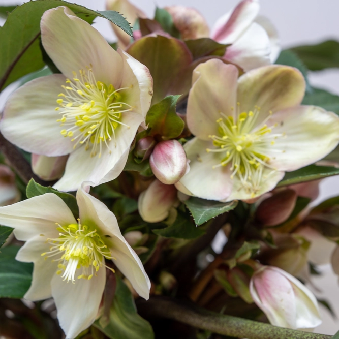 Helleborus 'Malory' (Pot Size 2L) - image 2