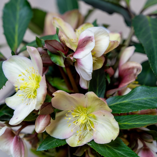 Helleborus 'Malory' (Pot Size 2L) - image 3