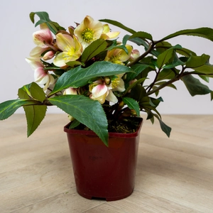 Helleborus 'Malory' (Pot Size 2L) - image 4