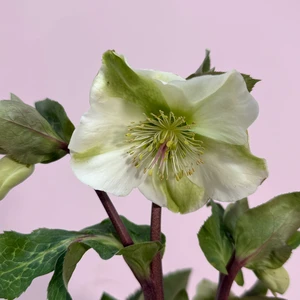 Helleborus ‘Molly’s White’ (Pot Size 15cm)  Molly’s White Hellebore - image 1