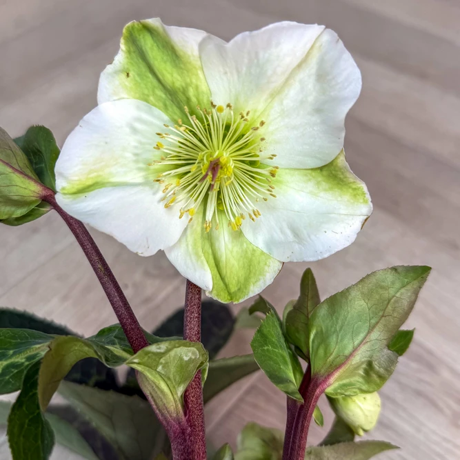 Helleborus ‘Molly’s White’ (Pot Size 15cm)  Molly’s White Hellebore - image 2