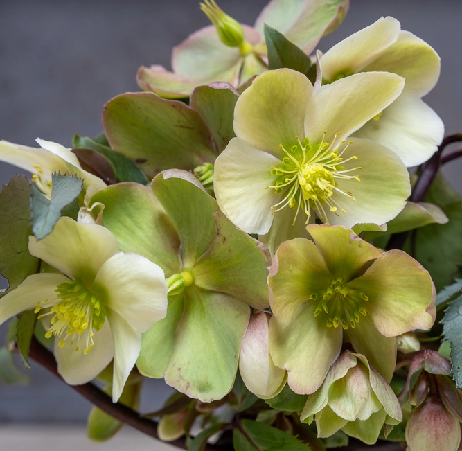 Helleborus 'Monte Christo' (Pot Size 2L) - image 2