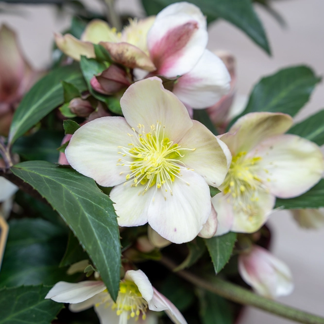 Helleborus 'Monte Christo' (Pot Size 2L) - image 1