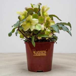 Helleborus 'Monte Christo' (Pot Size 2L) - image 3