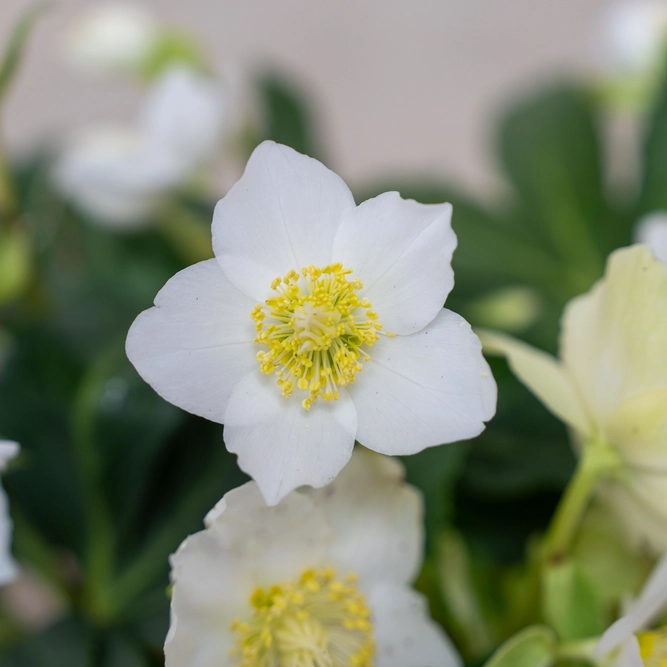 Helleborus niger ‘HGC Jesko’(Pot Size 2L) - image 1