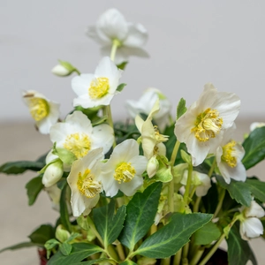 Helleborus niger ‘HGC Jesko’(Pot Size 2L) - image 2