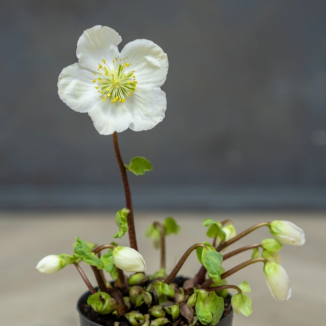 Helleborus niger 'Verboom Beauty'  (Pot Size 10.5cm) Christmas Rose - image 2