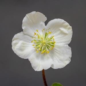 Helleborus niger 'Verboom Beauty'  (Pot Size 10.5cm) Christmas Rose - image 1