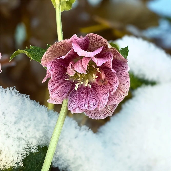 Helleborus Orientalis (Pot Size 9cm) Lenton Rose - image 1