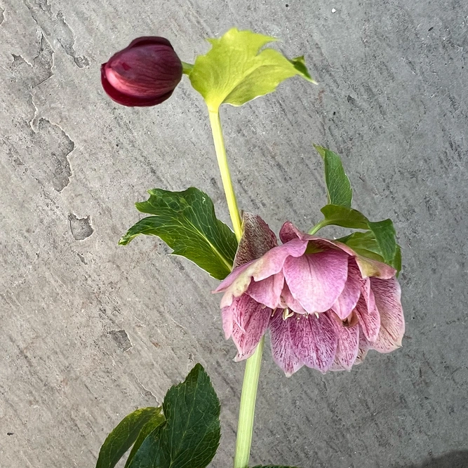 Helleborus Orientalis (Pot Size 9cm) Lenton Rose - image 2