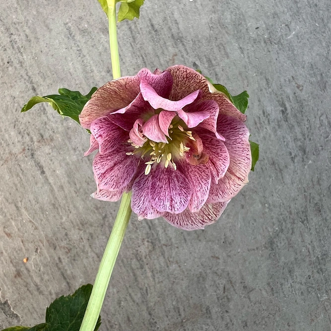 Helleborus Orientalis (Pot Size 9cm) Lenton Rose - image 3