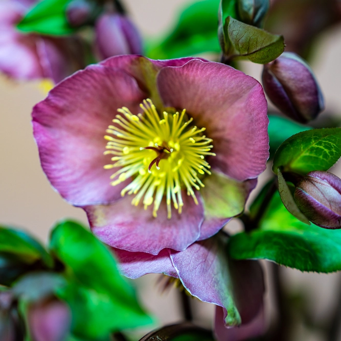 Helleborus ‘Penny's Pink’ (Pot Size 1.6L) Penny's Pink hellebore - image 1