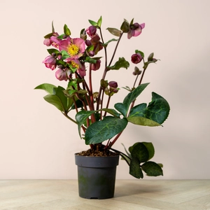 Helleborus ‘Penny's Pink’ (Pot Size 1.6L) Penny's Pink hellebore - image 2