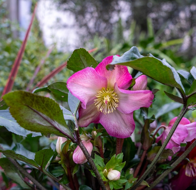 Helleborus 'Pink Promise' (Pot Size 4.5L) Pink Lenten Rose - image 2