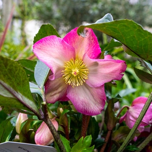 Helleborus 'Pink Promise' (Pot Size 4.5L) Pink Lenten Rose - image 1