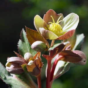 Helleborus × sternii (Pot Size 14 cm) - image 2