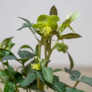 Helleborus × sternii (Pot Size 14 cm) - image 3