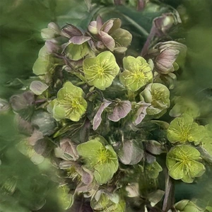 Helleborus × sternii (Pot Size 14 cm) - image 1