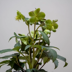 Helleborus × sternii  'Silver Star' (Pot Size 14 cm) - image 1