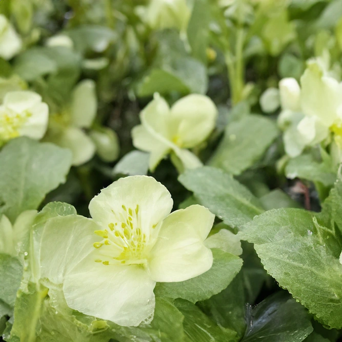 Helleborus 'White Marbel' (Pot Size 9cm) Hellebore