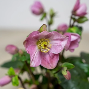 Helleborus 'Winter Ballet Kacy' (Pot Size 2L) Hellebore - image 1