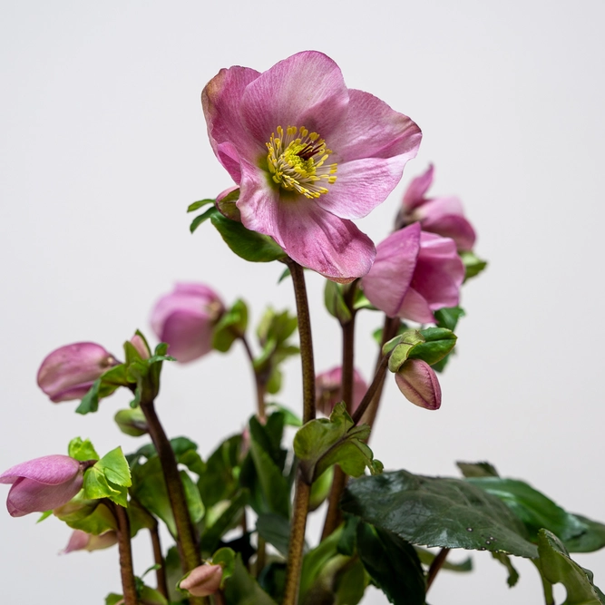 Helleborus 'Winter Ballet Kacy' (Pot Size 2L) Hellebore - image 2