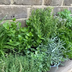 Herb Starter Collection (12Pcs x 1Ltr)