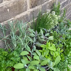 Herb Starter Collection (18Pcs x 9cm)