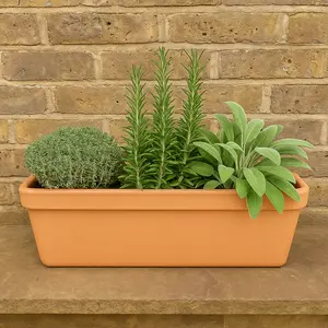 Herbs in Terracotta Window Box (3 x Herb Plants + 1 x 50cm Terracotta Trough Planter)