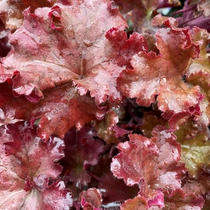 Heuchera 'Boysenberry' (Pot Size 15cm) Coral Bells - image 1
